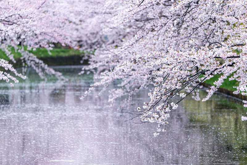 弘前公園
