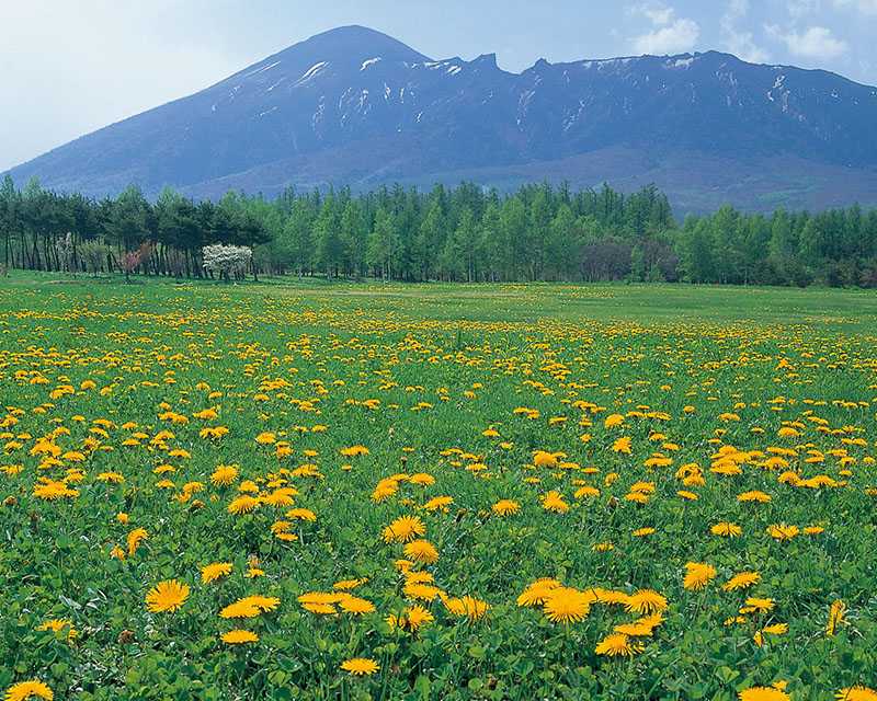 Iwate Prefecture