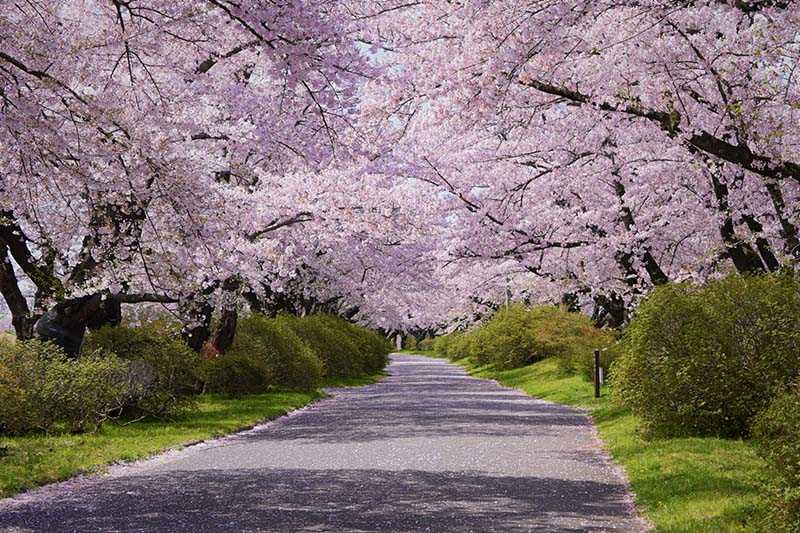 สวนเท็นโชจิ เมืองคิตาคามิ