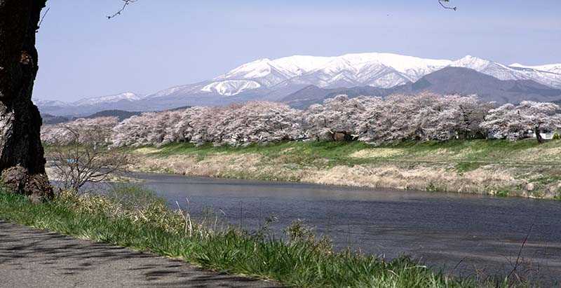 Shiroishi Riverbank Hitome Senbonzakura