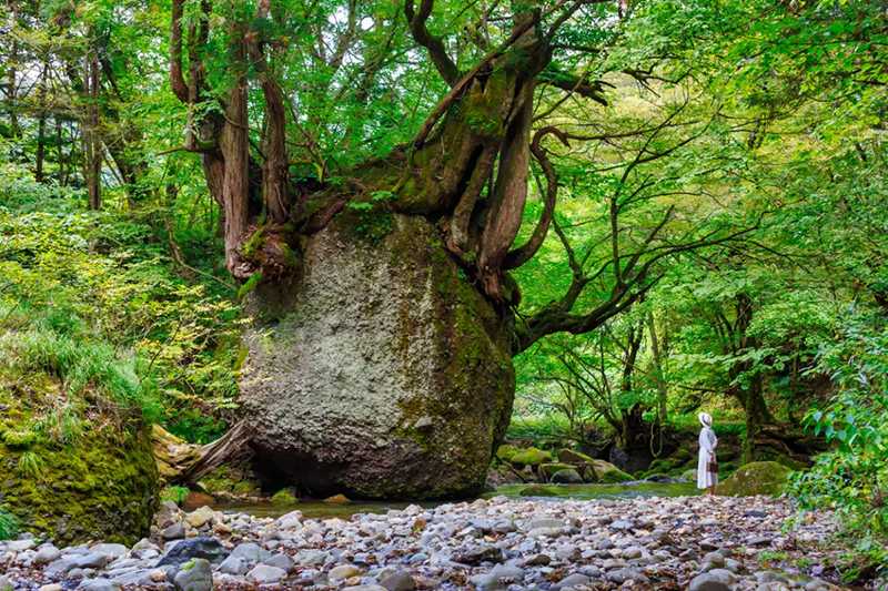 Nekobari Rock