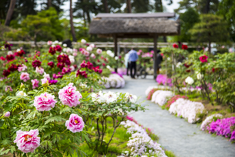 須賀川牡丹園