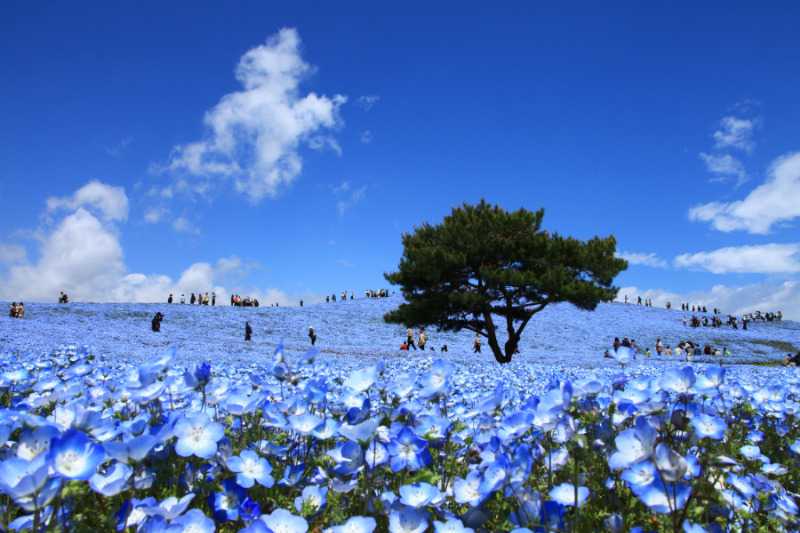 Ibaraki Prefecture
