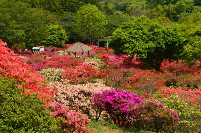 笠間杜鵑花公園