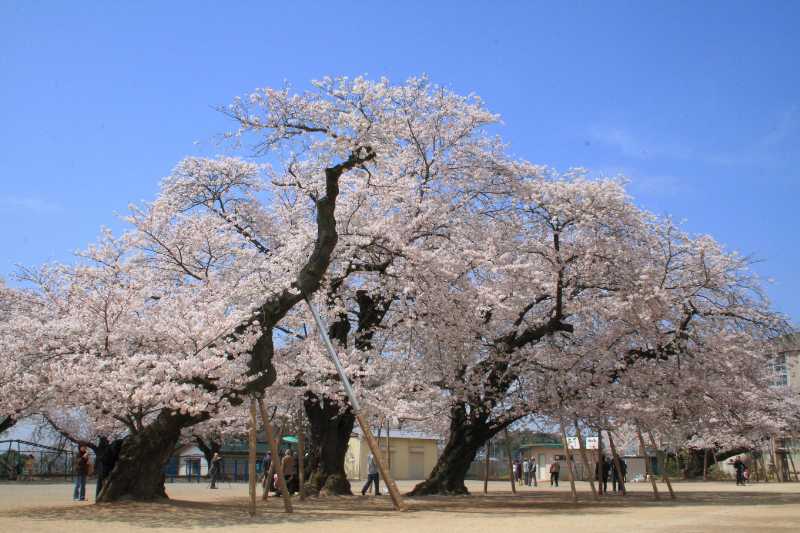 真鍋小学校（真鍋のサクラ）