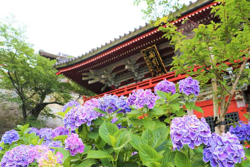 Sakuragawa City