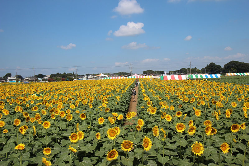 เมืองโนงิ