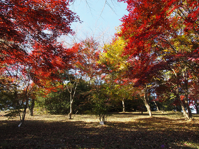 紅葉山公園