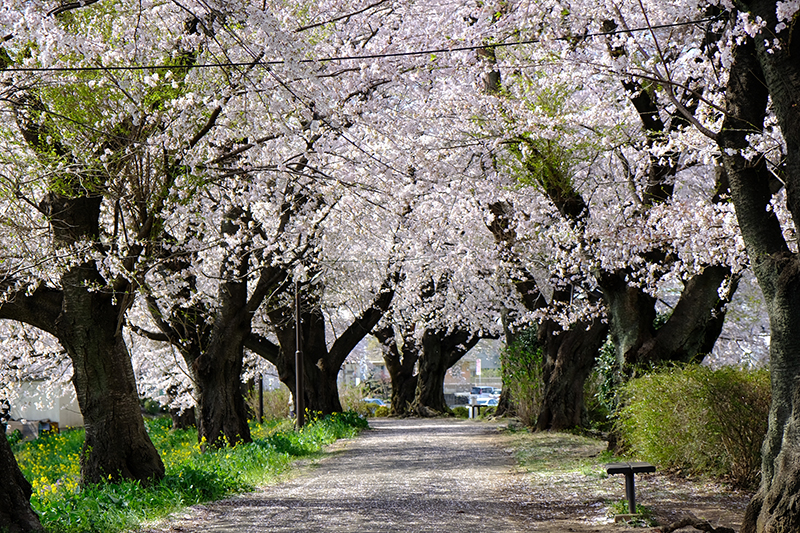 鹿の川沼