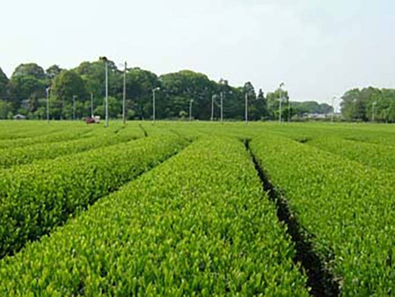 Tokorozawa City