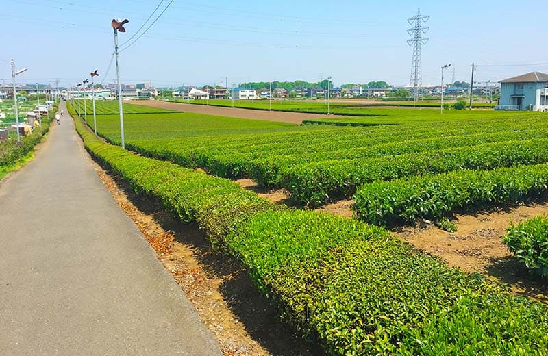 Sayama City