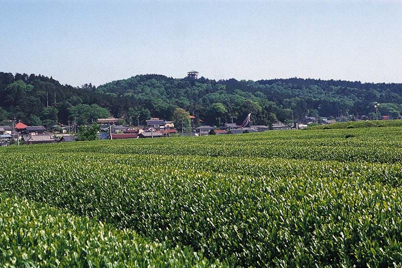 Kaji Hills
