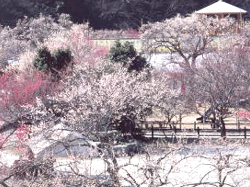 Ogose Town
