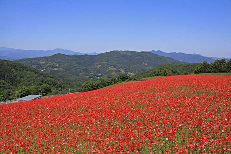 Tenku no Poppy (Poppies in the Sky) at Sai-no-Kuni Fureai Ranch