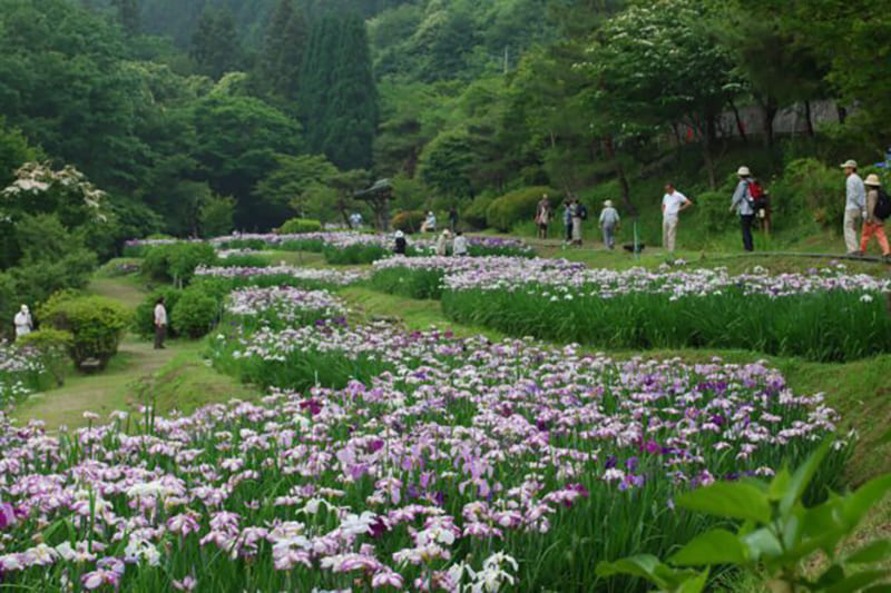 花菖蒲园（小鹿野町）