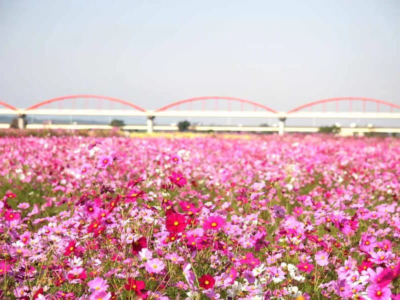 吹上波斯菊花田
