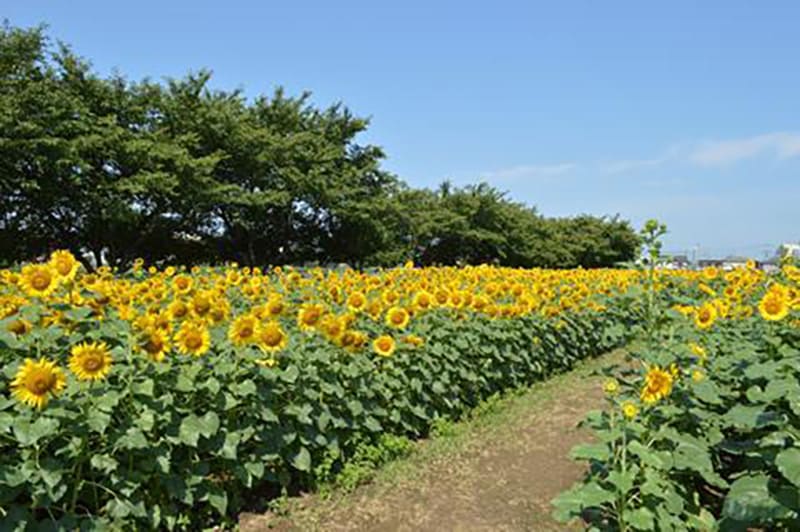 牛島古川公園