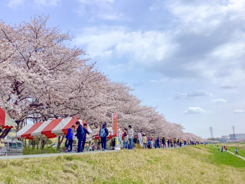 Kodama Senbonzakura (A Thousand Cherry Trees)