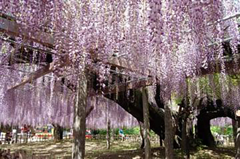 Tamashiki Park