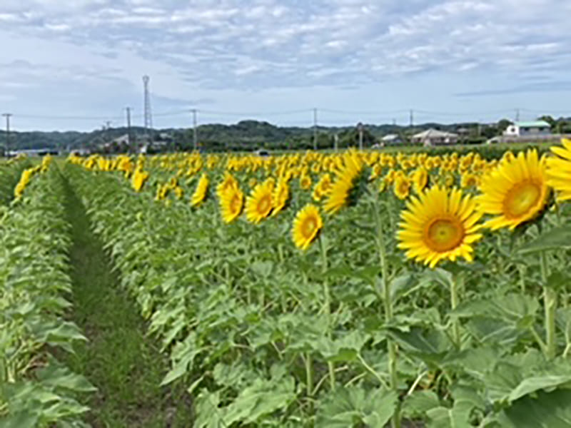 ทุ่งทานตะวันเอตะ
