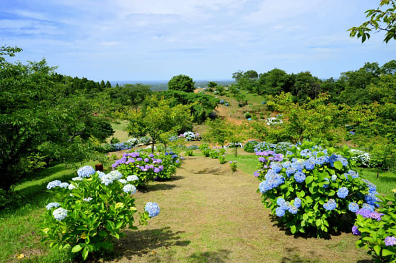 野见金公园