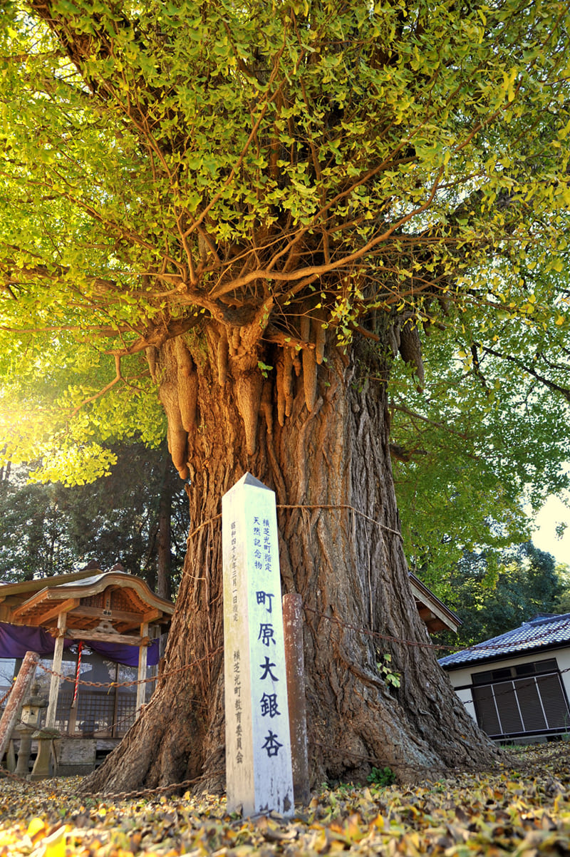 Yokoshibahikari Town