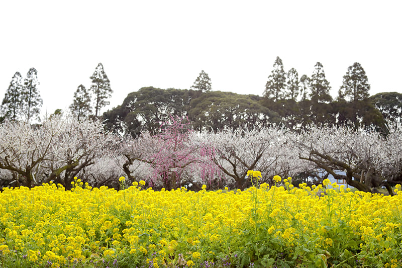 坂田城跡梅林