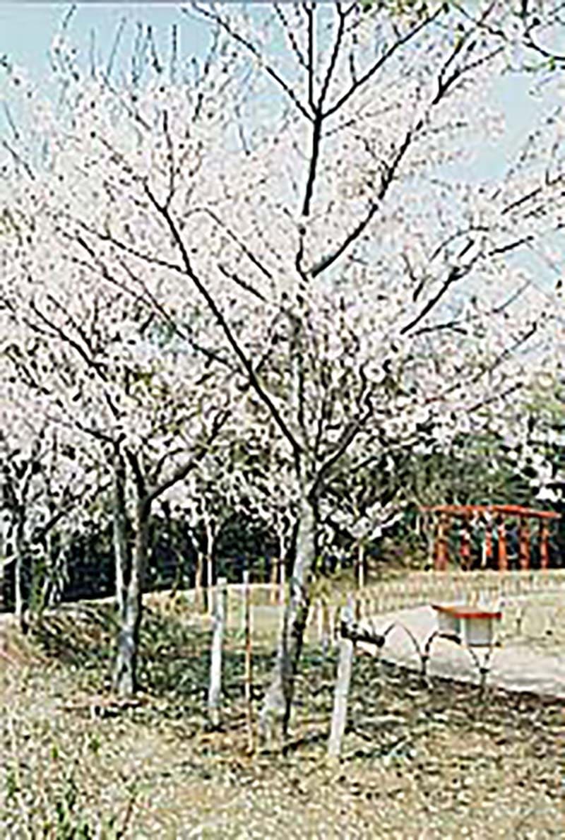 臼井城址公園