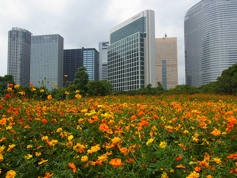 Hama-rikyu Gardens