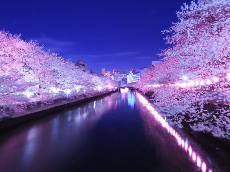 Oedo Fukagawa Sakura Festival