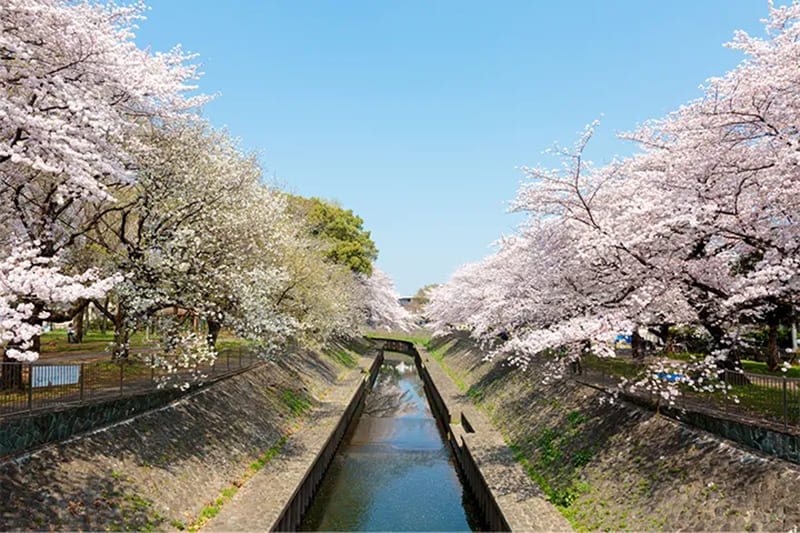 善福寺川緑地