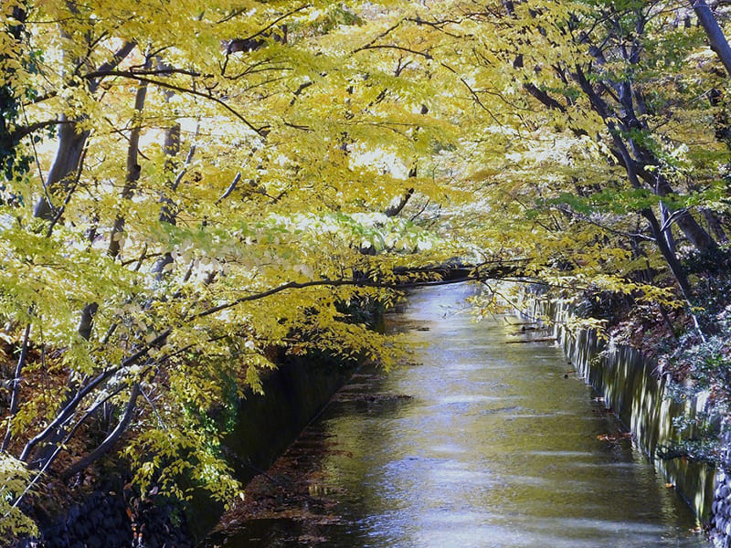 玉川上水緑道