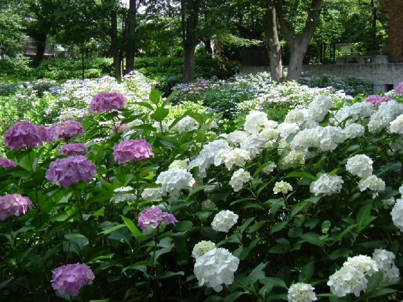 Ajisai Park (Hydrangea Park)