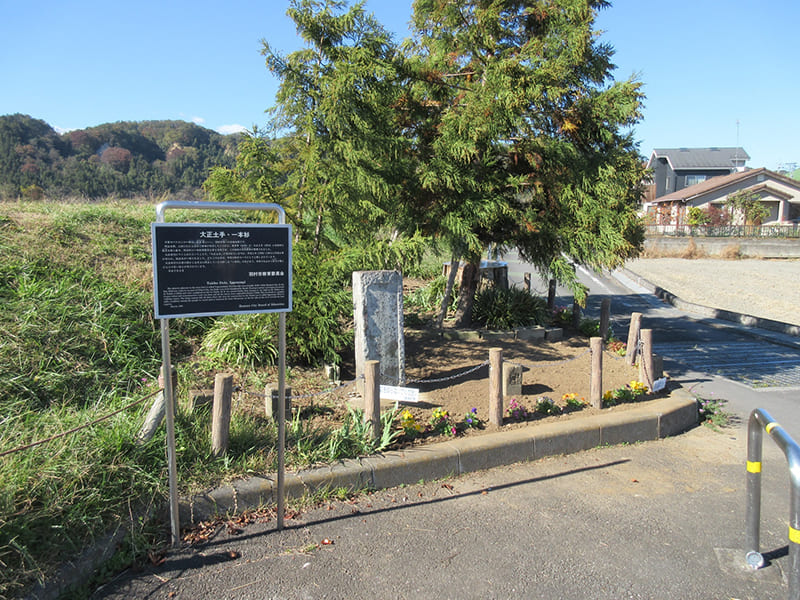 大正土手・一本杉