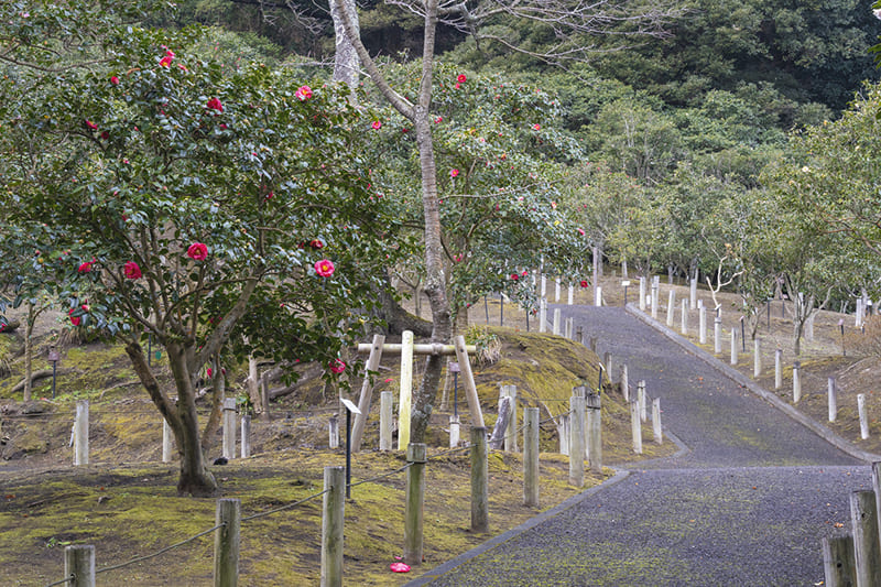 สวนสึบากิฮานะ