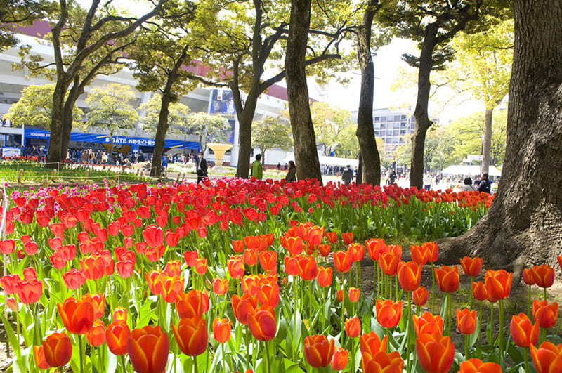 横濱公園