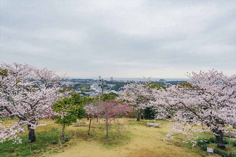 衣笠山公园