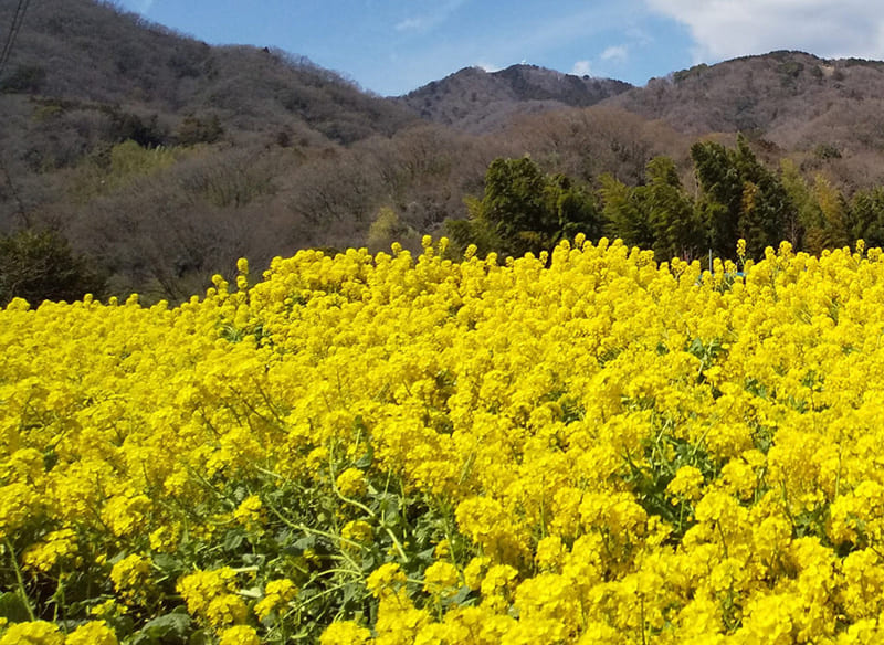 伊勢原市　比々多地区