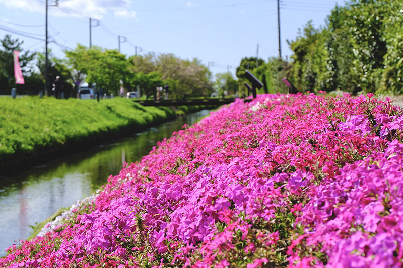 Shibuta River