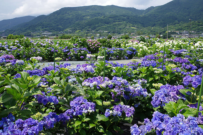 Kaisei Town