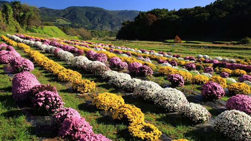 筐菊