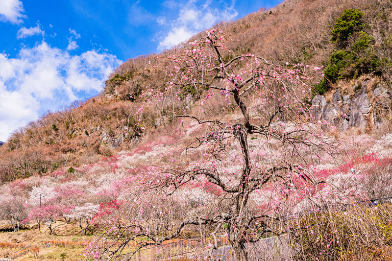 湯河原梅林