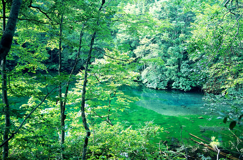 Ryugakubo Pond