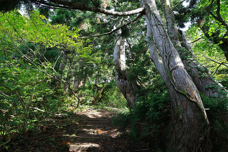 Osado Ishina Natural Cedar Trail