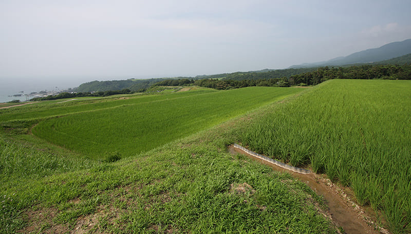 Kitakatabe Rice Terraces