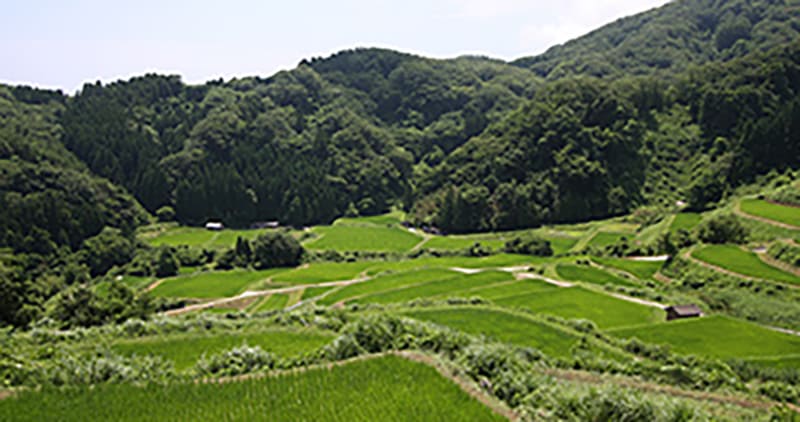 Tsukifuse Rice Terraces