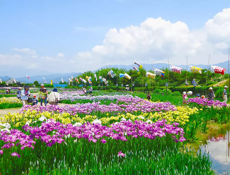 Hyoko Iris Garden