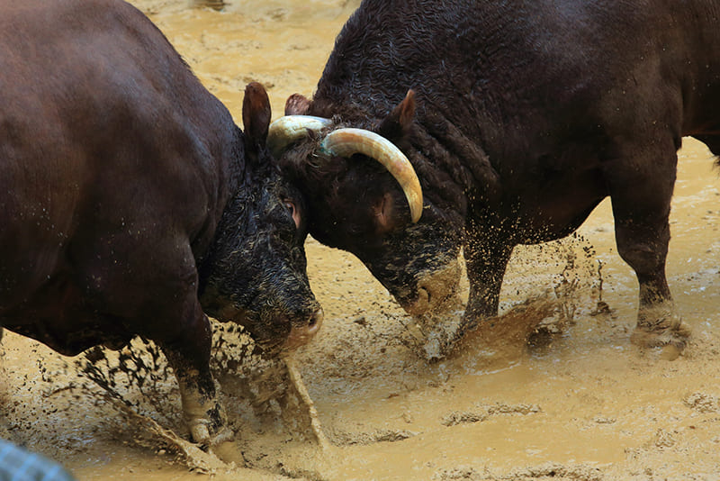 Ojiya Bullfighting (Ushi-no-Tsunotsuki)