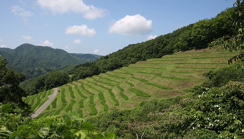 Ogura Senmaida Rice Terraces