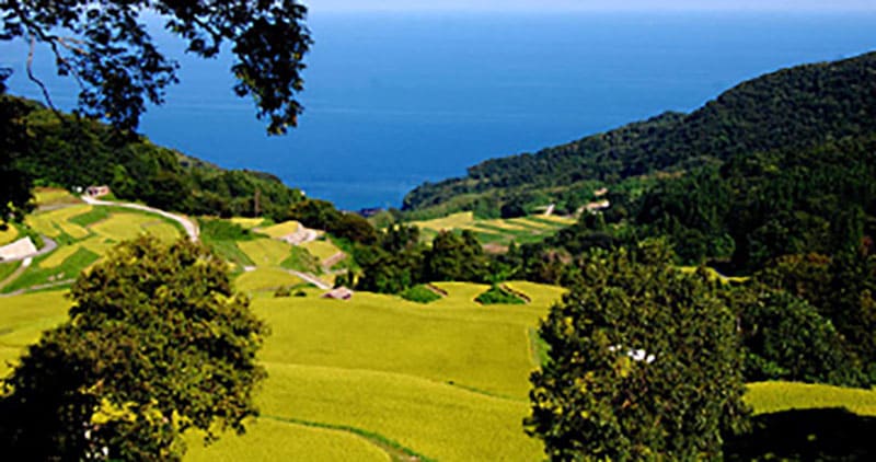 Iwakubi Shoryu Rice Terraces
